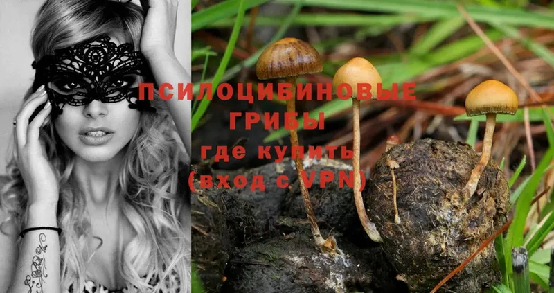 магазин    Пермь  Галлюциногенные грибы Psilocybe 